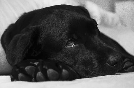 black labrador retriever laying down on white sheets thumbnail