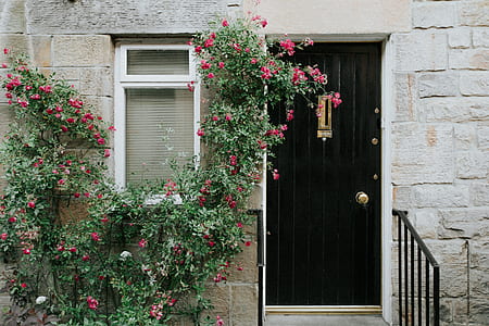 pink petaled flowers beside gray concrete house wall thumbnail