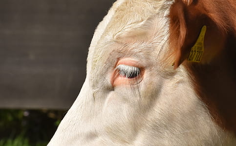 brown and white cow thumbnail