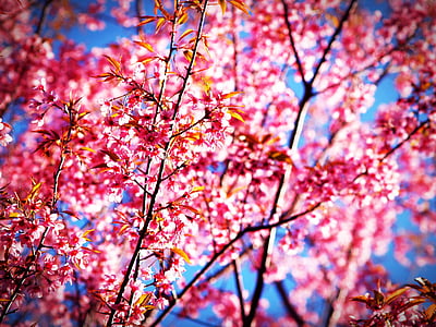 pink flowering tree thumbnail