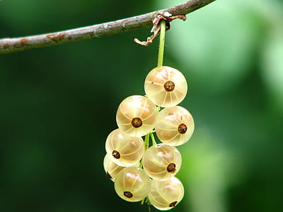selective focus photo of yellow fruits thumbnail