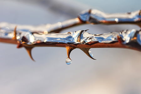 branch with thorns closeup photography thumbnail
