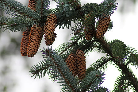 pine cones on pine tree branch close-up photo thumbnail