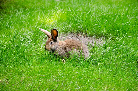 brown hare on grass field thumbnail