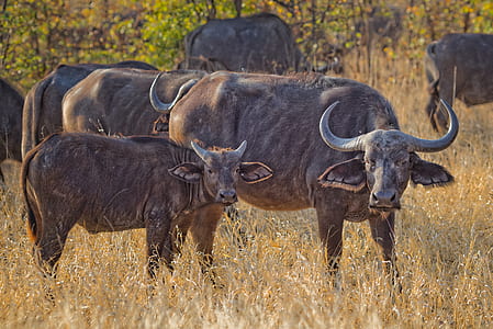Herd of Black Water Buffalo thumbnail