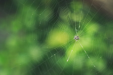 shallow focus photo of spider web thumbnail