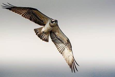white bird thumbnail