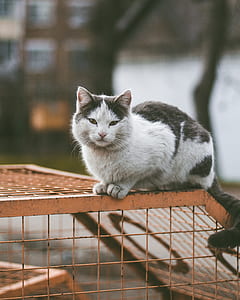 silver tabby cat on orange metal fence thumbnail