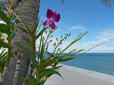 purple orchid beside coconut palm near body of water thumbnail