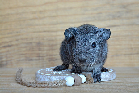 gray rodent standing in silver colored hanging decor thumbnail