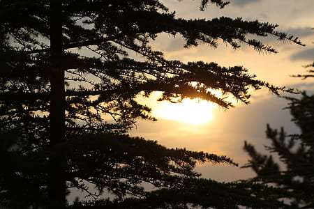 silhouette photo of trees thumbnail