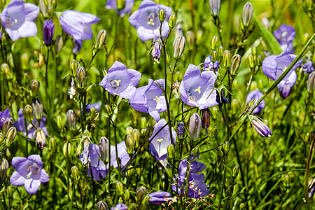 purple flowers thumbnail