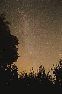 silhouette of trees under nightsky thumbnail