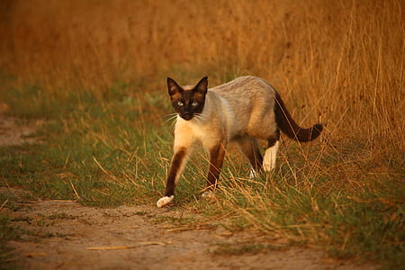 Siamese cat walking on grass field thumbnail