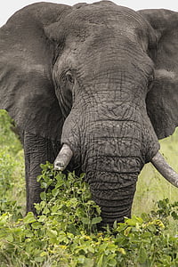 gray elephant thumbnail