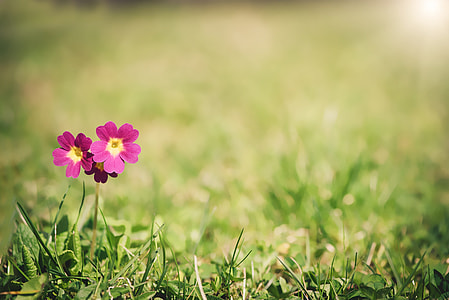 two pink petaled flowers close up photography thumbnail