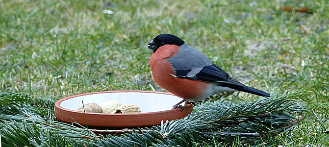 maroon and black bird on brown ceramic plate thumbnail