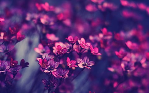 red petaled flowers thumbnail