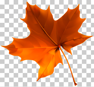 Autumn leaf color , Autumn Red Leaf , orange maple leaf PNG clipart