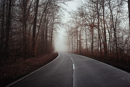 grey concrete road surrounded by trees thumbnail