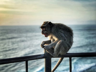 brown primate sitting on metal fence thumbnail