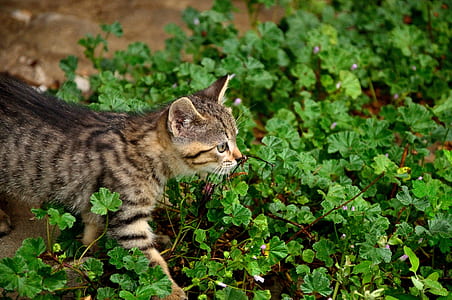 brown tabby cat on green grass field thumbnail