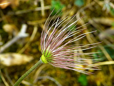 closeup photography of red and white pasque flower thumbnail
