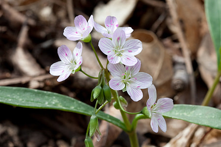 Eastern Spring Beauty, Flower thumbnail
