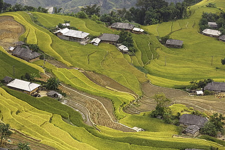 houses on green grass field thumbnail