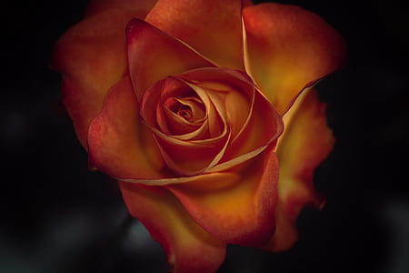 close-up photo of red and yellow rose thumbnail