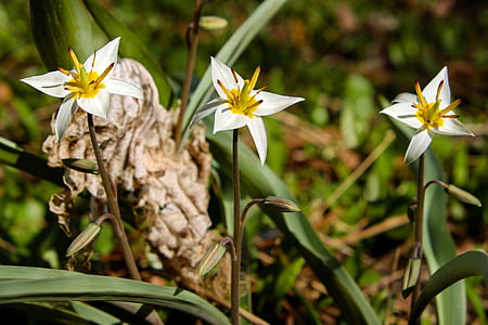 three white petaled flowers thumbnail