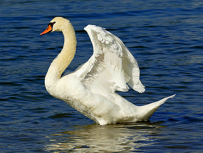 white swan on body of water thumbnail