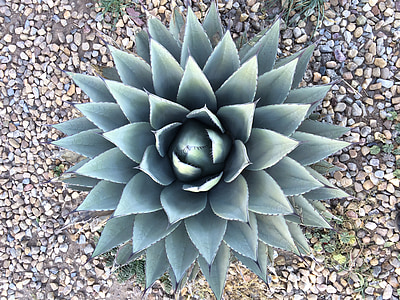 succulent plant thumbnail