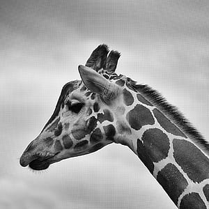 grayscale photography of giraffe thumbnail