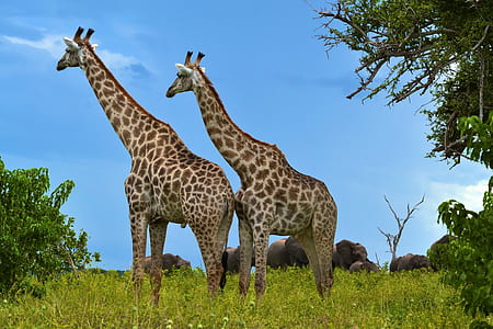 two giraffes near tree thumbnail