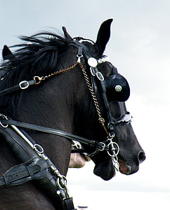 black horse thumbnail
