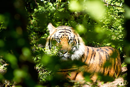 orange and black tiger lying on ground surrounded by green leafed plants thumbnail