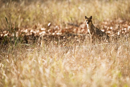 brown fox surrounded with brown grass during daytime thumbnail