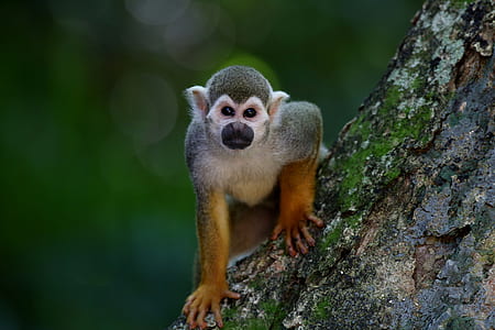 brown and gray monkey on wooden branch thumbnail