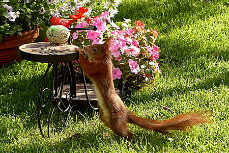 brown squirrel thumbnail