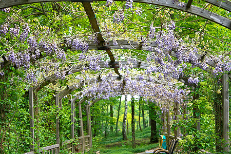 photo of white and purple petaled flowers thumbnail
