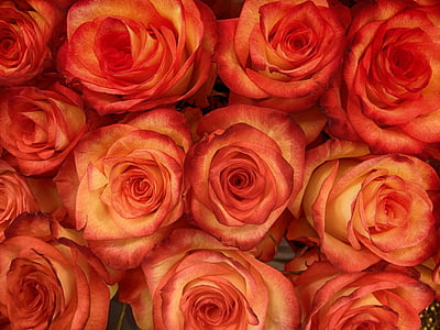 orange rose flowers thumbnail