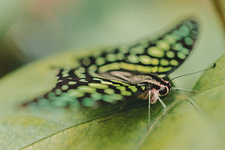 green butterfly perching on green leaf selective focus photography thumbnail