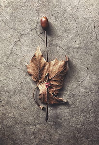 dry maple leaf stabbed with stick thumbnail