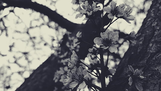 grayscale photo of flower thumbnail