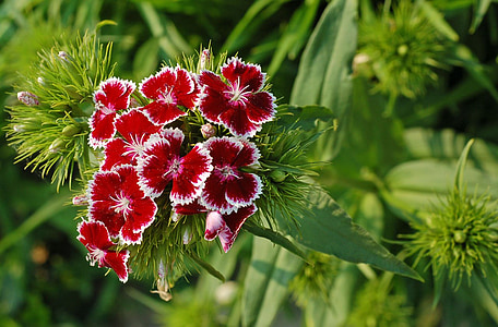 red and white petaled flowers thumbnail