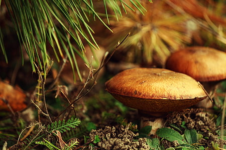 selective focus photography of brown mushroom thumbnail