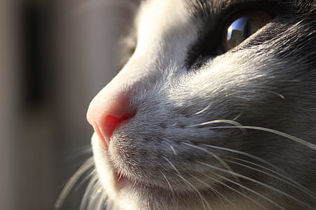 shallow focus photography of white and black cat thumbnail