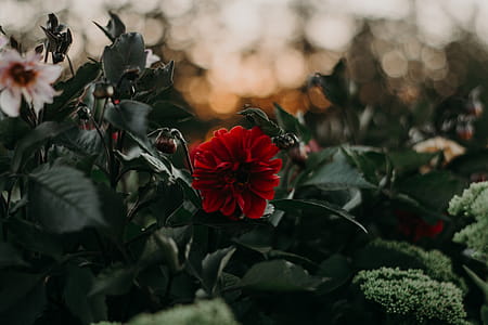 Selective Focus Photography of Red Dahlia Flower thumbnail