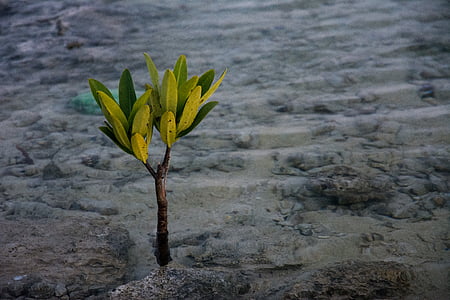 green plant thumbnail